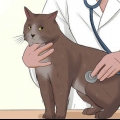 Cuidando de um gato com felv