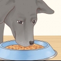 Cuidando de um labrador retriever