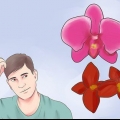 Cuidando de uma orquídea em sua casa