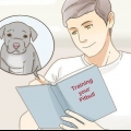 Cuidando de um filhote de pitbul