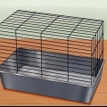 Cuidando de um hamster anão russo