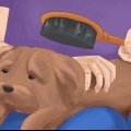 Cuidando de um shih tzu