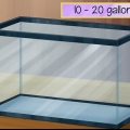 Cuidando de um skink