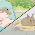 Cuidando de um coelho manso