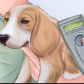 Cuidar de um cão abandonado