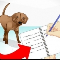 Cuidar de um cão doente
