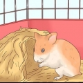 Cuidando de bebês de hamster
