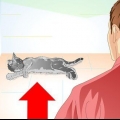 Cuidar do seu gato após a esterilização ou castração