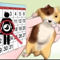 Cuidando de hamsters recém-nascidos