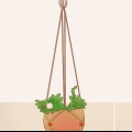 Impedindo que um gato coma plantas