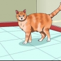 Evitando que seu gato faça xixi em casa
