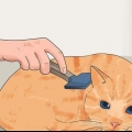 Evitando a queda de pelos dos gatos