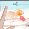 Curando hidropisia em peixinho dourado