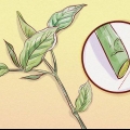 Poda de weigela