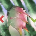 Saber se uma fruta do dragão está madura