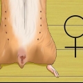 Saber se a sua hamster está grávida