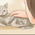 Saber se seu gato está morrendo