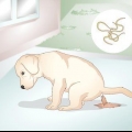 Saber se o seu cachorro tem vermes