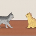 Saber se os gatos estão brincando ou brigando