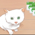 Saber quando um gatinho tem idade suficiente para ser castrado ou esterilizado