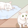Saber quando seu gato está doente