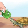 Saber o que alimentar uma tartaruga