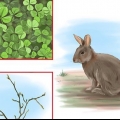 Alimentando coelhos selvagens