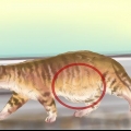 Diagnosticando vermes em um gato