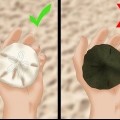 Limpando e preservando dólares de areia