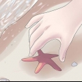 Mantenha a estrela do mar como decoração