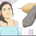 Veja se um cachorro é menino ou menina