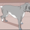 Veja se um cão está com dor