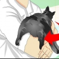 Veja se um gato foi castrado