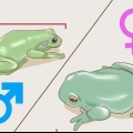 Veja se o seu sapo é macho ou fêmea