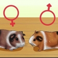 Veja se sua cobaia está grávida
