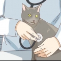 Veja se o seu gato está deprimido
