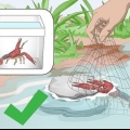 Mantendo lagostins de água doce