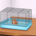 Faça seu hamster confiar em você
