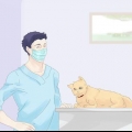 Impedindo que um gato fuja durante um movimento
