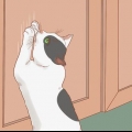 Fazer um gato parar de arranhar a porta