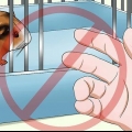 Fazendo seu porquinho da índia parar de morder