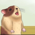 Mantendo seu hamster fresco em clima quente