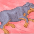 Certifique-se de que seu cão não durma mais na sua cama