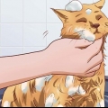 Fazendo seu gato tolerar um banho