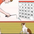 Impeça seu gato de te atacar