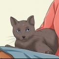 Fazendo seu gato te amar