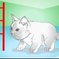 Fazendo os gatinhos pararem de miar