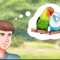 Cuidando de um periquito