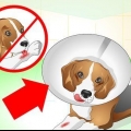 Cuidando de um cachorro com pontos