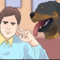 Cuidando de um filhote de rottweiler